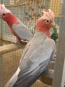 Kakadu růžový