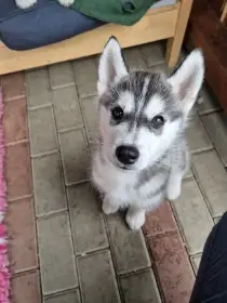 Štěně sibiřského huskyho s PP