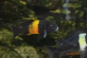 Tanganika