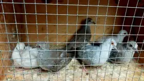 Prodám letošní holoubky diamantové