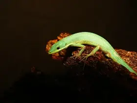 Phelsuma lineata, Takydromus smaragdinus, Lamprophis