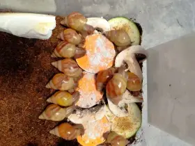 Lissachatina fulica hamillei rodatzi