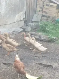 Kachna orpingtonske