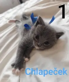 Modrá krátkosrstá koťátka