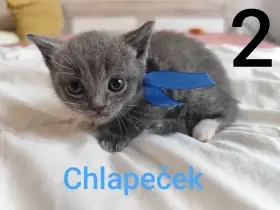 Modrá krátkosrstá koťátka