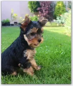 Fenka jorkšírsky terrier FCI