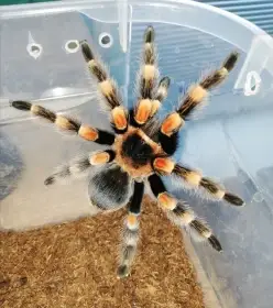 Sklípkani: Acanthoscurria, Brachypelmy, Lasiodora, Nhandu - zasílám