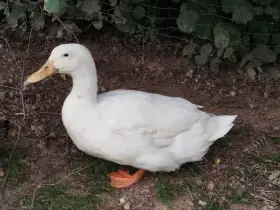 Elsberský kačer