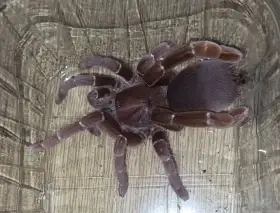 0.1 Pelinobius muticus