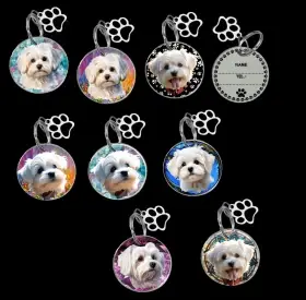 ukázka maltézský psík