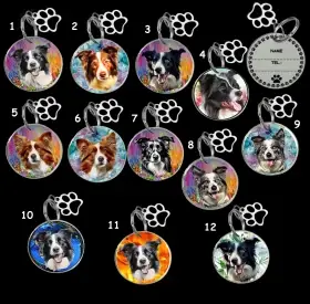 ukázka border kolie