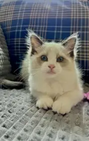 Ragdoll koťátka s PP