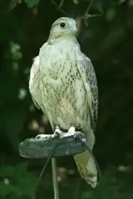 Raroh velký x raroh lovecký