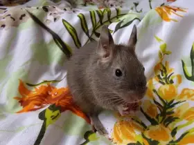 Osmák degu - otec se synem z CHS