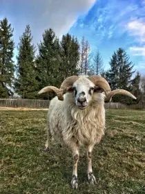 Beran původní valašky