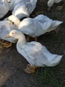 Kachna pekingská