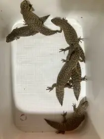 Egernia stokesi a depressa