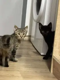 Koťata, daruji na adopční smlouvu
