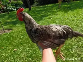 Kohouti