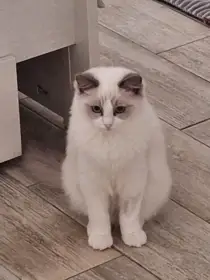 Koťátko Ragdoll s PP