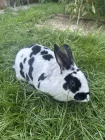 Králík samice dalmatinský strakáč rex