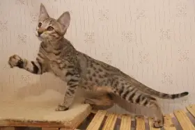 Savannah F5 kotatka