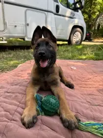 Prodám štěňata - pejsky Belgický ovčák Malinois s PP