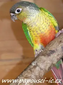 Pyrura zelenolící - opalín