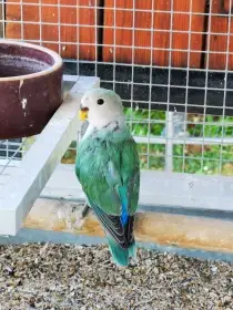 Agapornis růžohrdlý