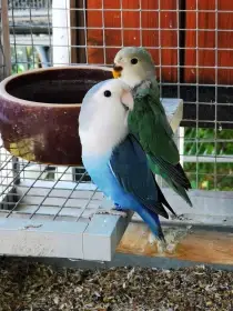 Agapornis růžohrdlý