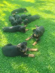 Štěňátka rotvajlera