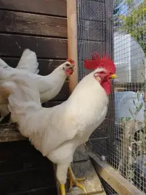 Kohouti leghorn