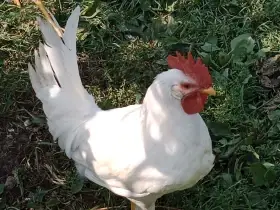 Kohout