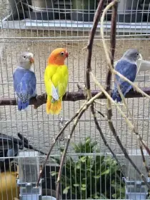 Agapornis