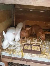 Prodám králíky kříženci masných plemen