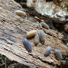 Porcellio scaber calico