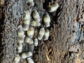 Cubaris sp. panda king