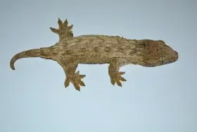 R. leachianus Nuu Ami - Purple line