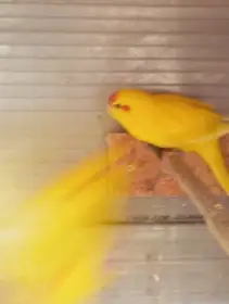 Kakariki