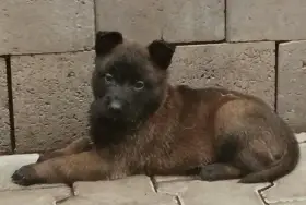 Prodám štěňata