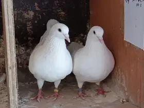 Kaliforňáky