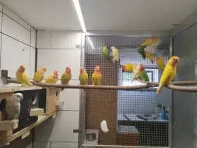 Agapornis růžohrdlý opalín