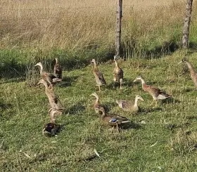 Indický běžec, divoké zbarvení