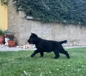 Celočerná štěňatka Německého ovčáka