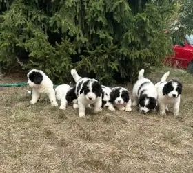 Prodám štěňátko plemene Landseer s PP