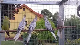 Prodám korely bělohlavé perlové