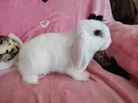 Zakrslý králík