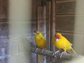 Kakarik