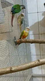 Pyrura zelenolící