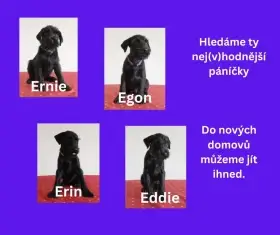 Štěně knírače středního černého s PP
